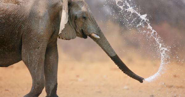 Слонските хоботи са наистина впечатляващ орган за който можем само