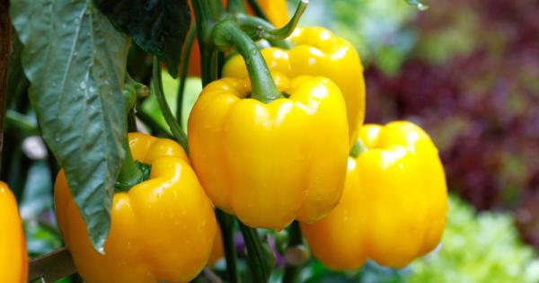 Жълтите зеленчуци радват окото Зеленчукът с този слънчев цвят не