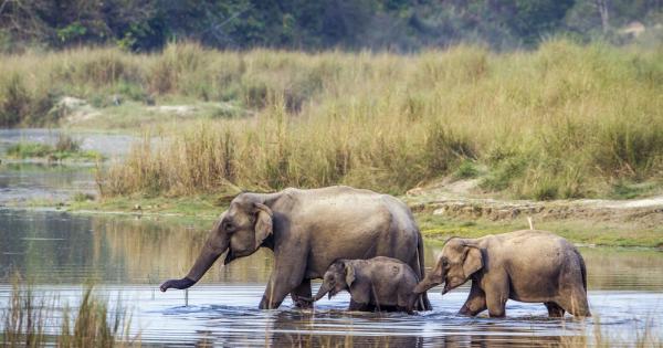 Сред сухоземните бозайници рекордът по дълголетие държи азиатският слон Той