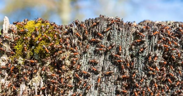 Чудили ли сте се някога колко точно мравки живеят на