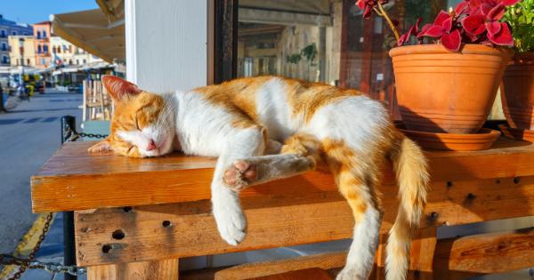 Горещи вълни като тези които обхванаха Европа през последните години