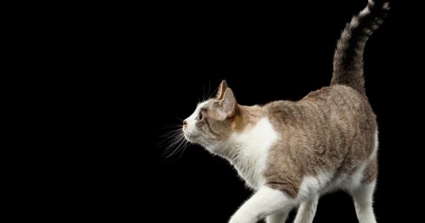 Четириногият приятел се приближава с бавни царствени леко поклащащи се