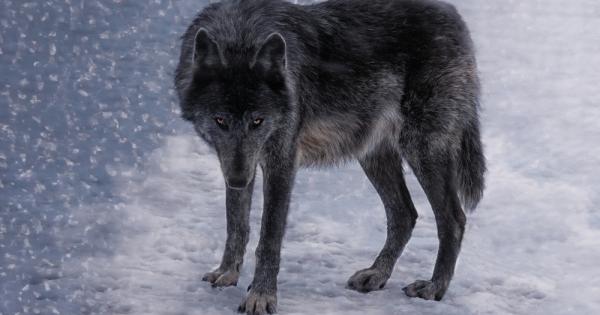 Учени предполагат че са установили причината поради която вълците в
