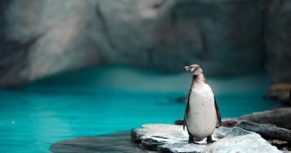 Знаете ли че Императорските пингвини които обитават само студените води