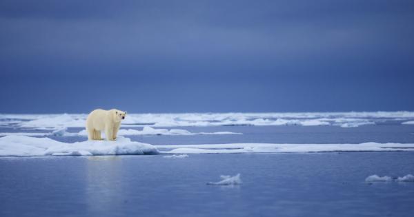 Белите мечки са застрашени от топенето на ледовете в Арктика