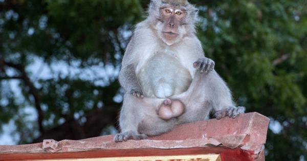 Доста животни са способни да боравят с различни инструменти И