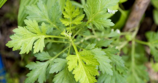 Световната здравна организация СЗО предупреди че медицински растения като едногодишния