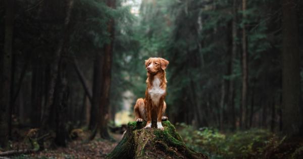 Кучетата имат завидно умение за ориентиране Дори когато се намират