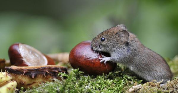 Учени от университета в Орегон установиха че двойките прерийни полевки се