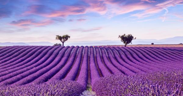 Британски учени от Кралското градинарско дружество във Великобритания се опасяват