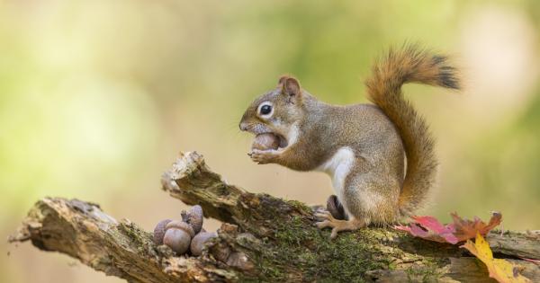 Разсеяната забраванка в природата несъмнено е катерицата Дори в приказките