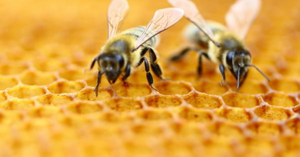 Изследователи откриха, че отровата на медоносните пчели убива агресивните клетки