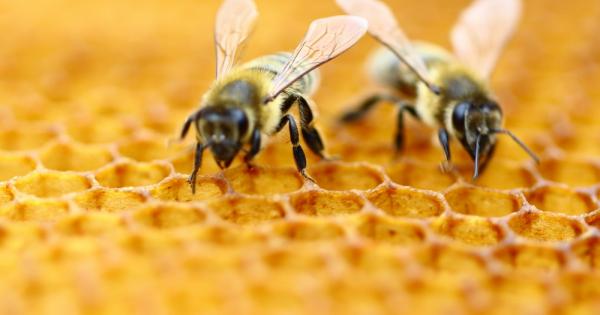 Изследователи откриха че отровата на медоносните пчели убива агресивните клетки