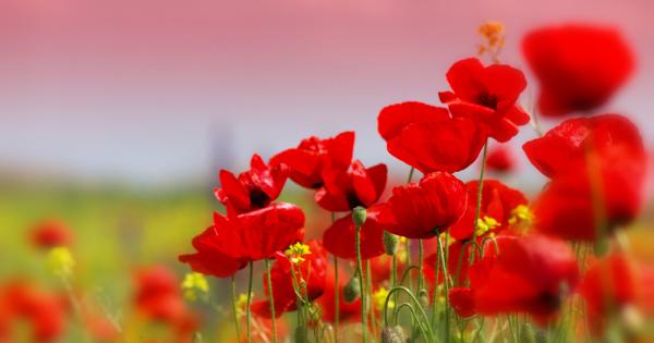 Маковото масло е сравнително малко познато А то е пълно