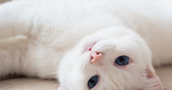 Котките са интелигентни същества Това важи най вече за уличните които