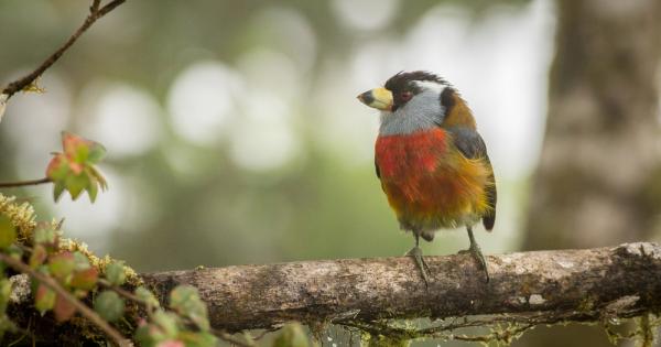 Популацията на повече от половината видове птици в света намалява