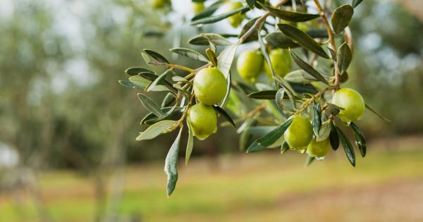 Всяка година маслиновите насаждения генерират 7 млн т отпадъци Инженерите