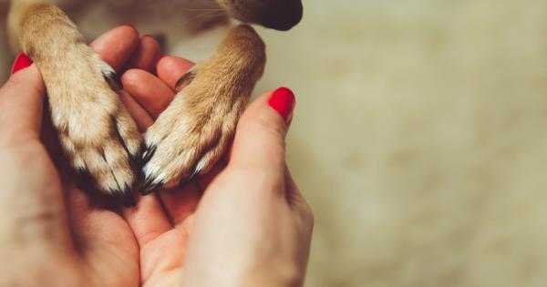 Достатъчно е да надникнем във верните кафяви очи и да