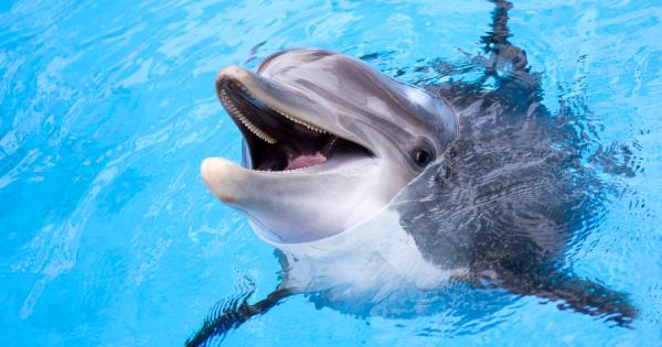 Психолози от университета на Хъл установиха че делфините и по специално
