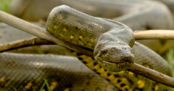 Кой не е чувал за анакондата За нея се носят