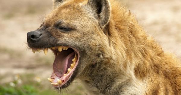 Йерархията в света на животните е много важно защото всеки