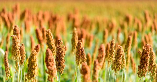 Просото е културата заради която хората са минали от лов