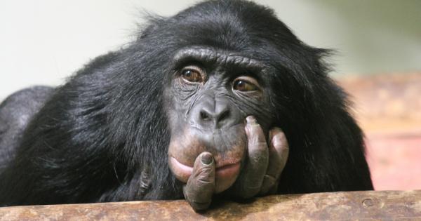 Шимпанзетата Pan са род човекоподобни включващ два налични вида По известният