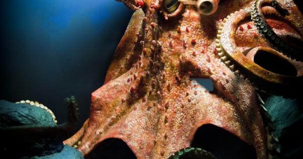Ново важно изследване показва че по всяка вероятност октоподите чувстват