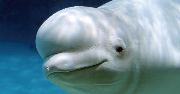 Затоплянето на залива Хъдсън в Канада може да застраши белугите