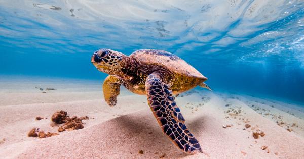 Бракониери на яйца на морски костенурки във Филипините станаха техни
