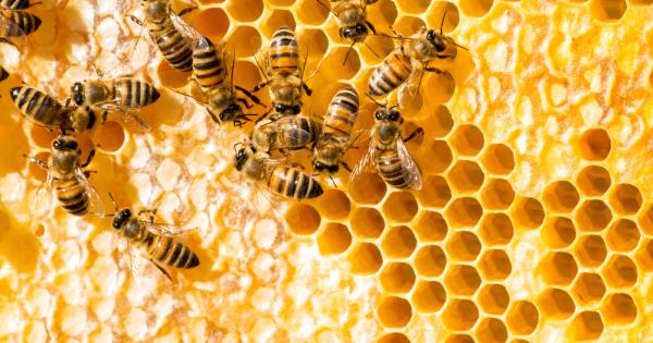Оказва се, че медоносните пчели използват социално дистанциране, за да