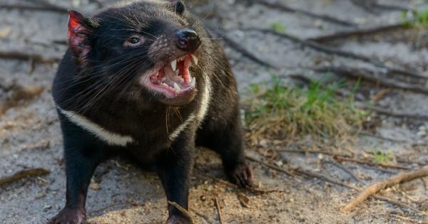 Тасманийският дявол е най големият месояден торбест бозайник затова е известен