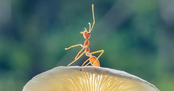 Мравките имат една от най сложните социални организации в животинския свят