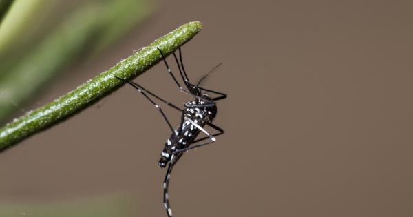 Азиатски стършели които все бръмчат докато листата започват да пожълтяват