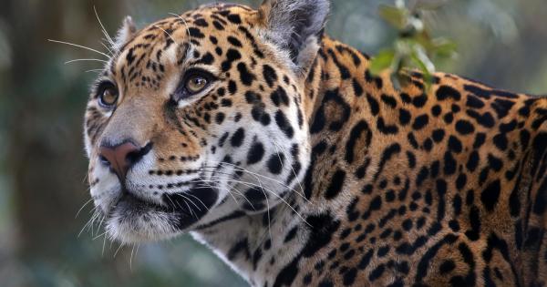 Ягуарът е истински самотник сред котките в Южна Америка –