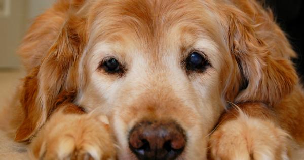 Ветеринар бил извикан да прегледа 10 годишното болно куче Белкер Стопаните