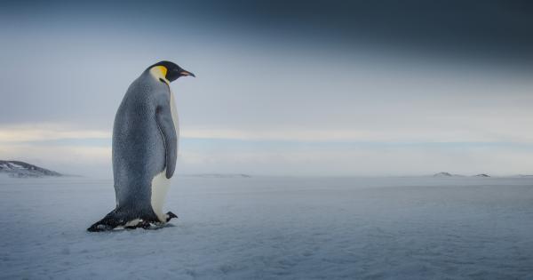 Нова Зеландия е родното място на всички съвременни и праисторически