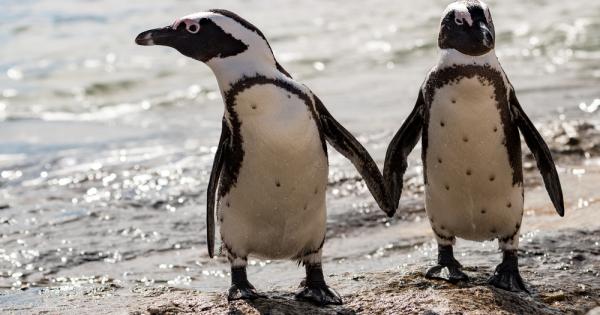 Нараства броят на пингвините които умират от птичи грип в