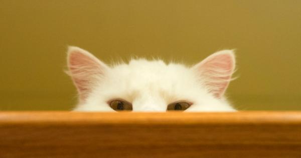 Смятате че котката ви е пълен крийпър Чудите се защо