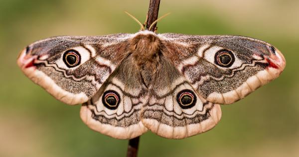 Пеперудите и молците имат общи фрагменти от ДНК, датиращи отпреди