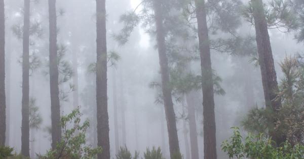Нови доказателства показват че дърветата имат нетен охлаждащ ефект върху