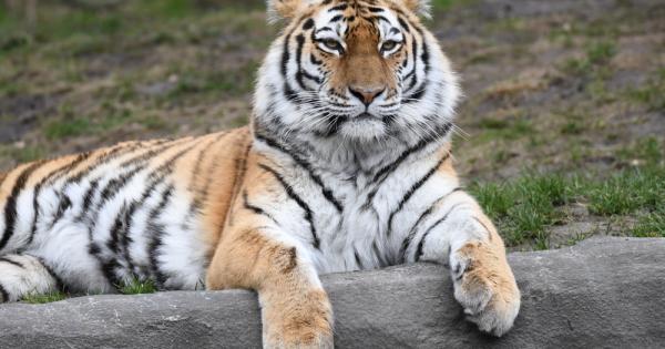 Сибирският (Амурски) тигър, известен още като усурийски, амурски или манджурски,