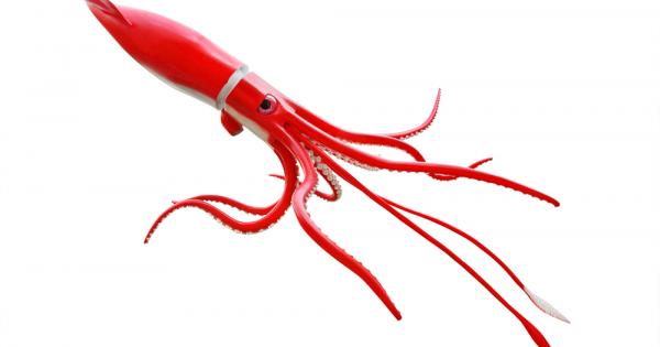 Гигантските калмари Architeuthis са род едри главоноги единствен в семейство