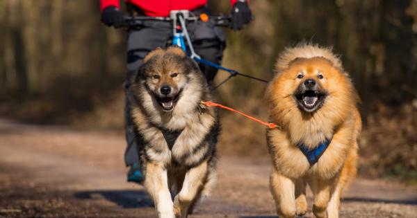 Ако разходките с вашия домашен любимец ви се струват скучни