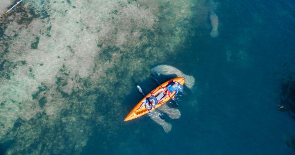 Лъвове тигри и мечки – страхотно Докато светът продължава да