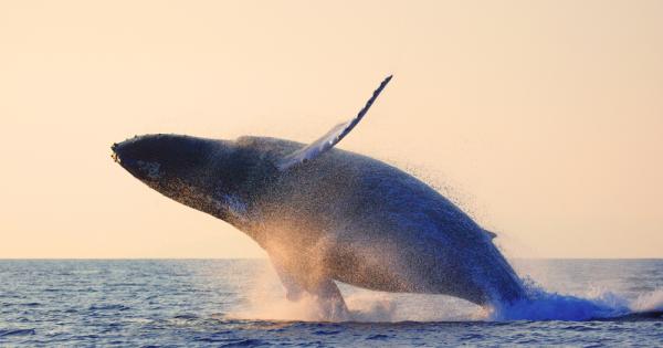 Кожата на сините китове която има много слаба пигментация също