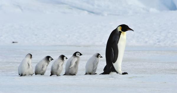 Учени установиха че вследствие на климатичните промени популацията на пингвините