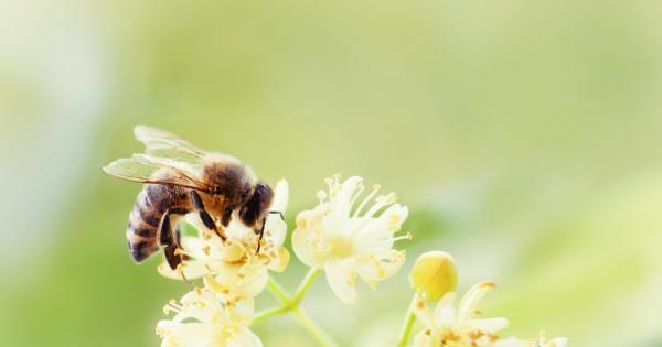 Евродепутатите призовават Комисията да засили своята инициатива за опрашващите насекоми