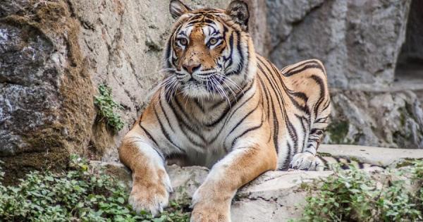 Окраската на тигрите е оранжева тъй като това им помага