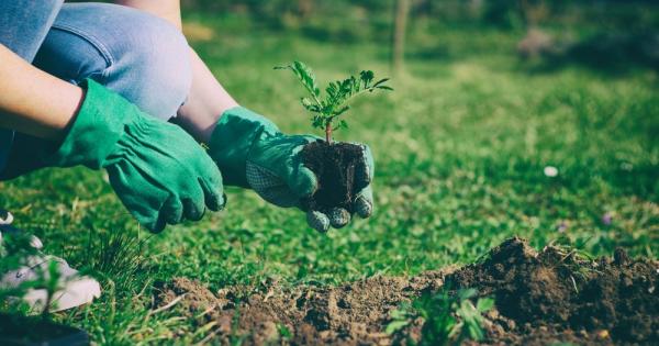 Въглеродното градинарство е практическо решение което цели да увеличи улавянето